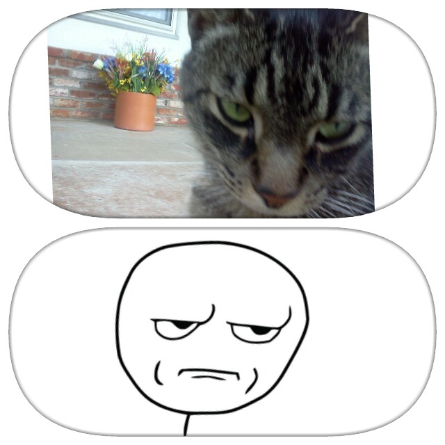 I Love My Cat Meme By Nosh118 Memedroid i-love-my-cat-meme-by-nosh118-memedroid