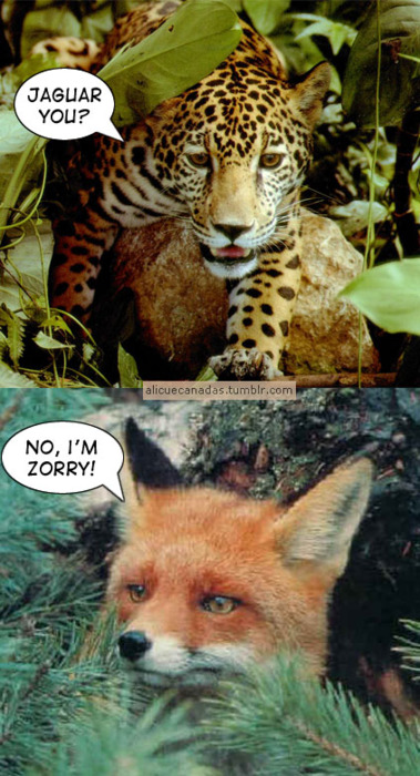Jaguar you? - meme