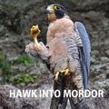 hawk into mordor
