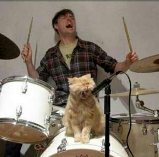Musicians who love cats - meme