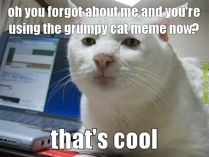 serious cat - meme