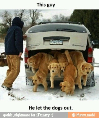 let the dogs out - meme
