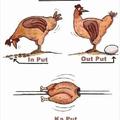 Chicken Lifestyle