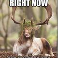 oh silly deer!