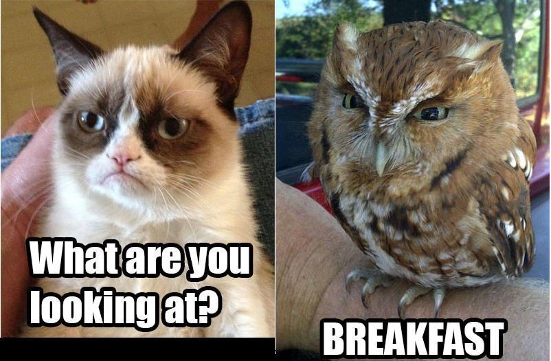 Grumpy Cat? or Grumpy owl? - meme