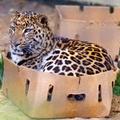 boxes - not just for house cats