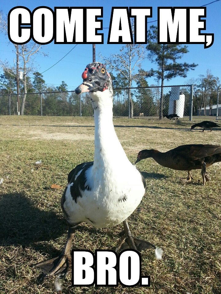 Angry Duck - meme