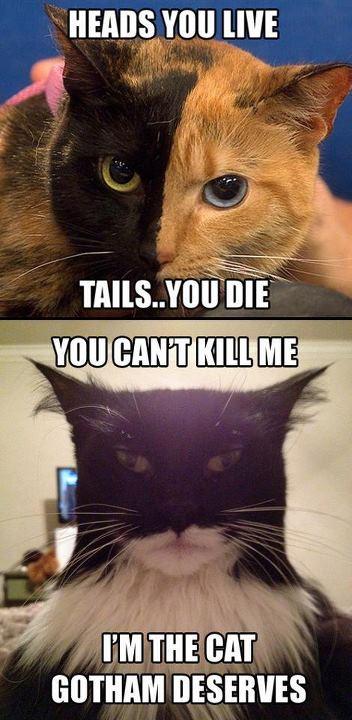 The dark cat - meme