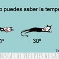 Gracias a tu gato,puedes saber la temperatura ambiente