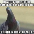 scumbag/derp pigeon