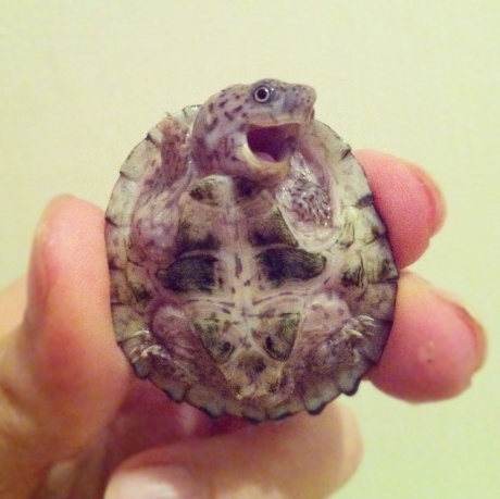 cutie baby turtle *squee*	:D - meme