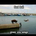 Red Bull te da alas
