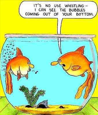 Funny farting goldfish - meme
