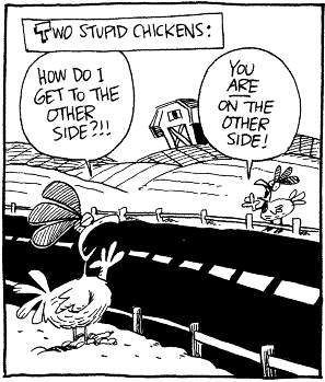 stupid chickens - meme