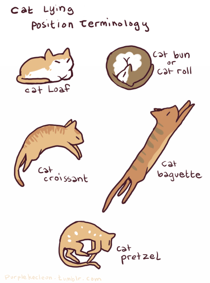 cat laying positions - meme