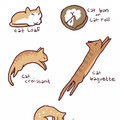 cat laying positions