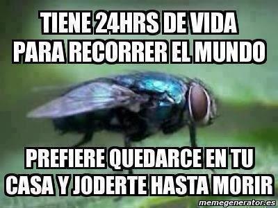 moscas - meme