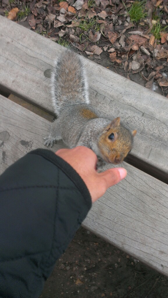 Just a squirrel shaking my hand - meme