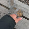 Just a squirrel shaking my hand