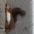 come dorme uno scoiattolo