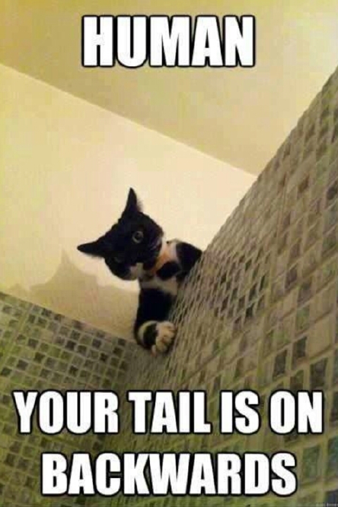 Um, yes my tail... - meme