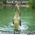 dolphin gator