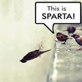 Sparta!!!