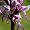 Not photoshop. They're called Orchis Italica. Bing it.