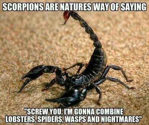 Scorpions are pretty cool...as long as they are in cages... - meme