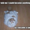 Swiffer cat is in ur haus, cleanin ur floors.
