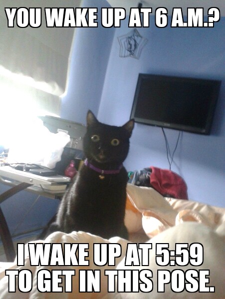 my cat does this - meme