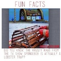 fun fact