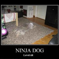 ninja dog