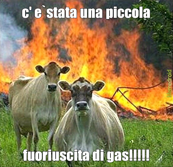 mucche - meme