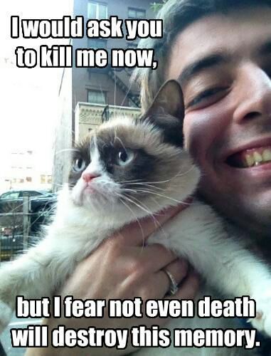 Poor cat - meme