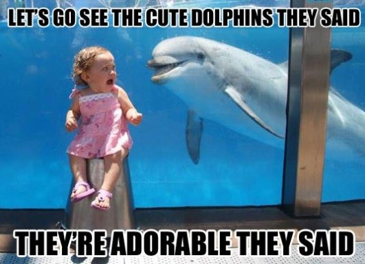 dolphins!!! - meme