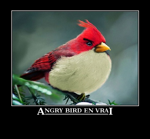 angri bird reel - meme
