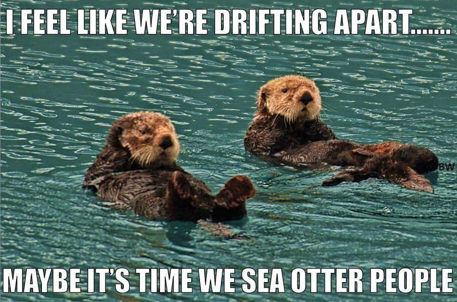 cute otters - meme