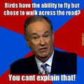stupid birds.