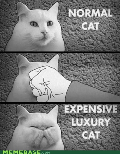 How Cats Work - meme