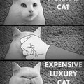 How Cats Work