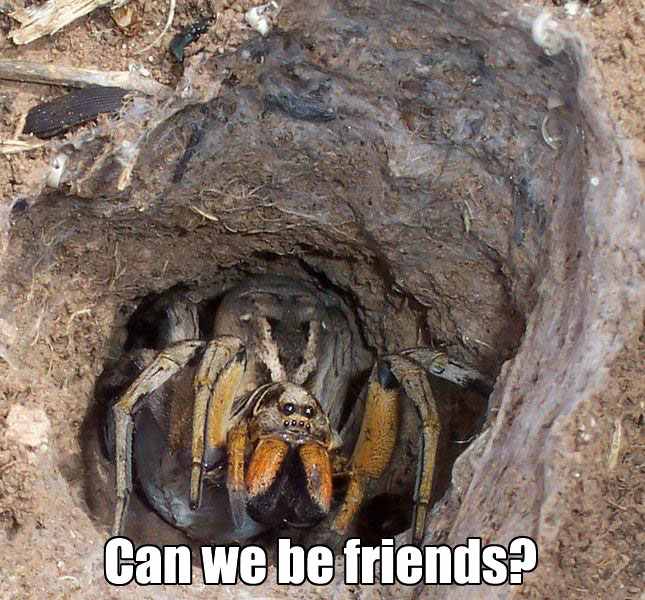 can we be friends - meme