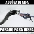 el gato francotirador