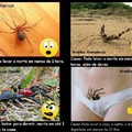 tipos de aranha