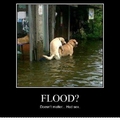 Dog vs storm