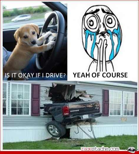 Never let dogs drive..... - meme
