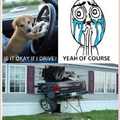 Never let dogs drive.....