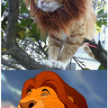 King lion :p