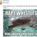 Wtf dolphins?!