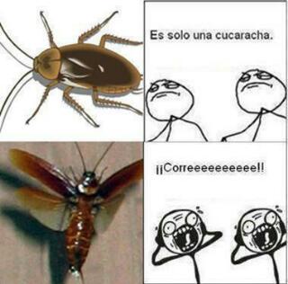cuca - meme
